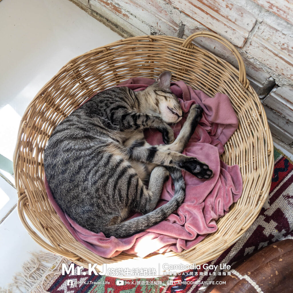 Ministry of Cat- Rescue Cat Cafe & Adoption Center  Phnom Penh Cambodia 貓咪救援中途咖啡廳 柬埔寨金邊 餐廳 咖啡廳 推薦 Mr.KJ 旅遊生活紀錄