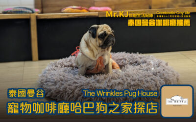 泰國曼谷寵物咖啡廳推薦 The Wrinkles Pug House 哈巴狗之家